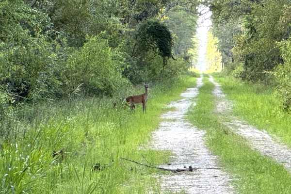 Drew Grade Trail - Osceola NF 262