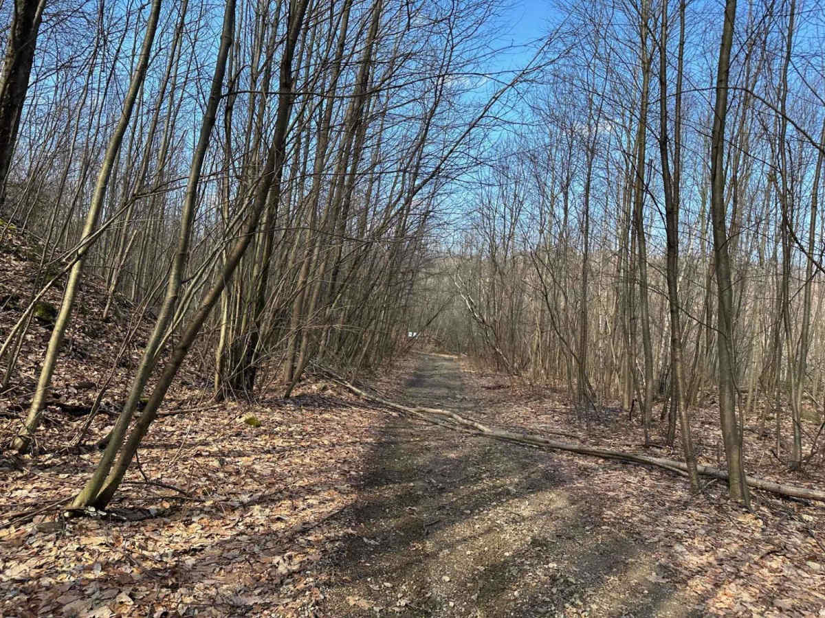 Locust Gap 44 photo 5