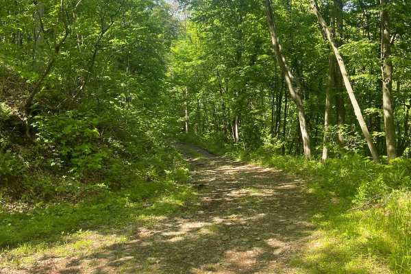 Graham Road
