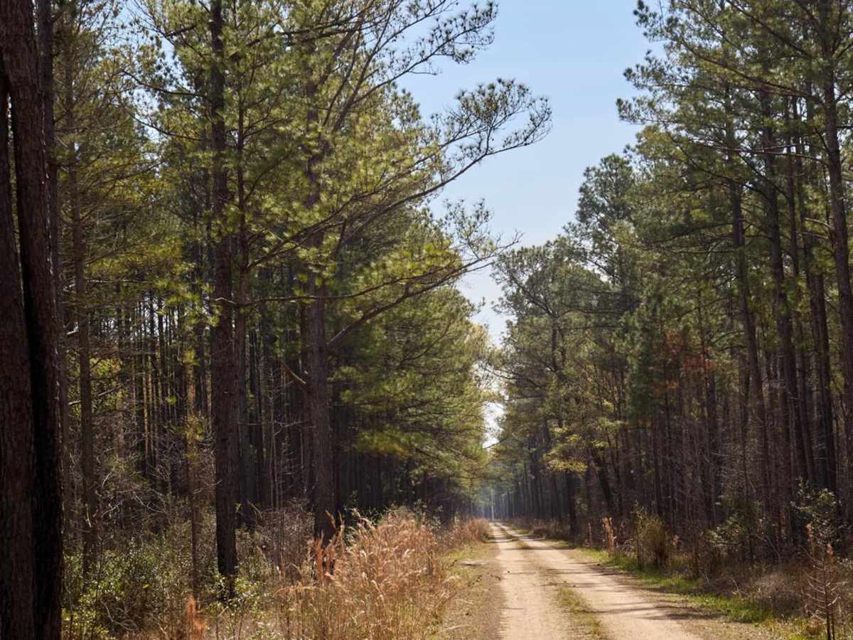 Dog Swamp - FSR265 photo 4