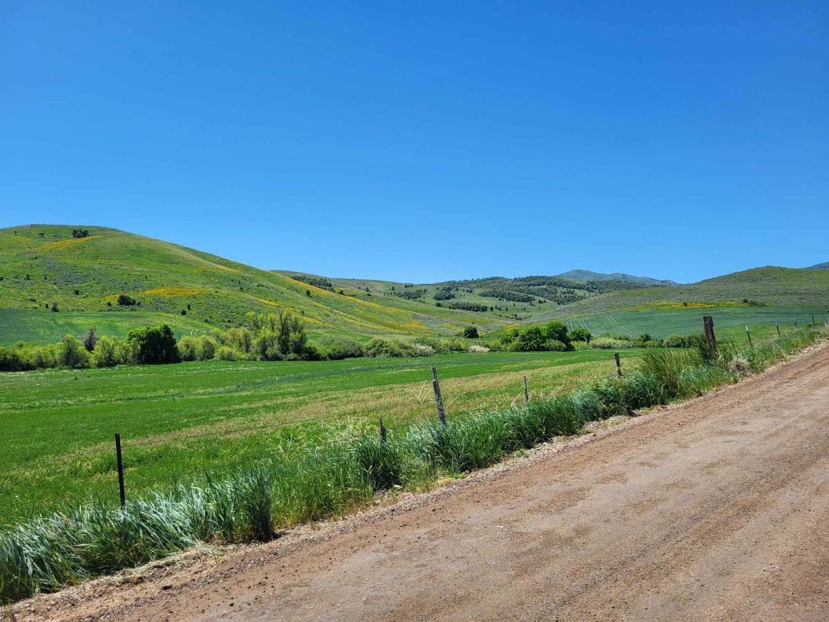 Mount Pisgah Road photo 3