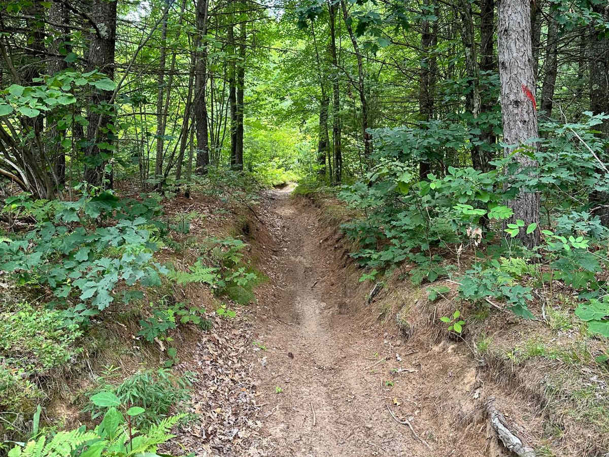 N/E Little Manistee Motorcycle Trail trail photo