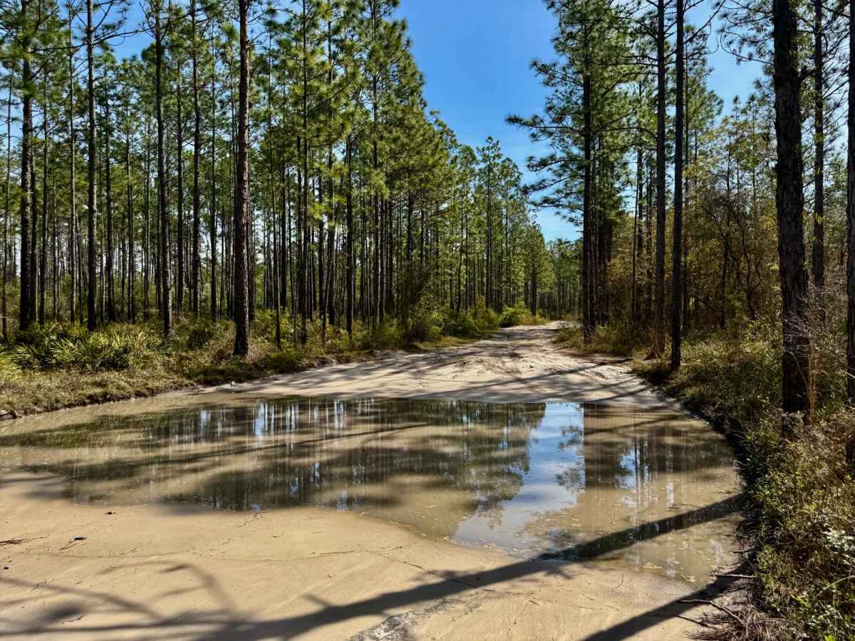 Forest Road 359 photo 6
