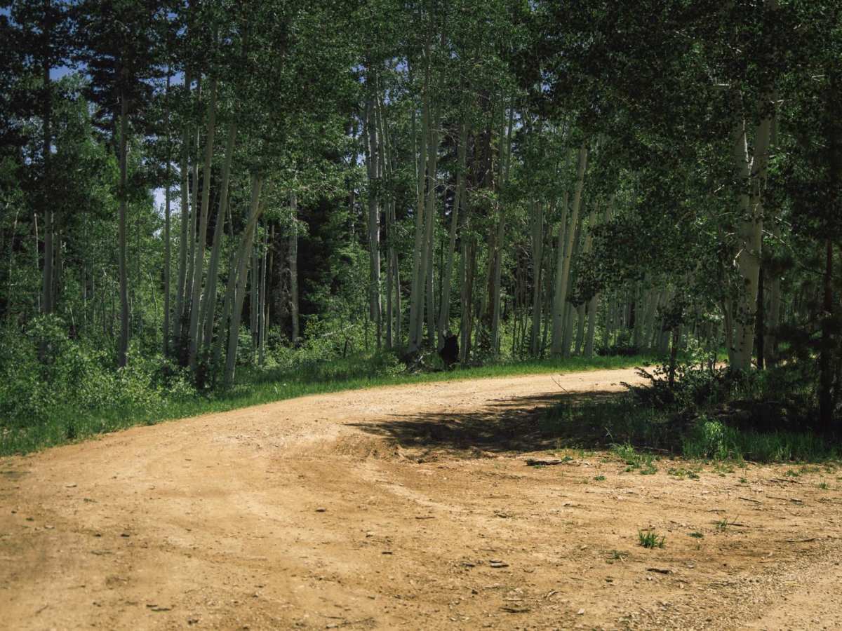 FR612 trail photo
