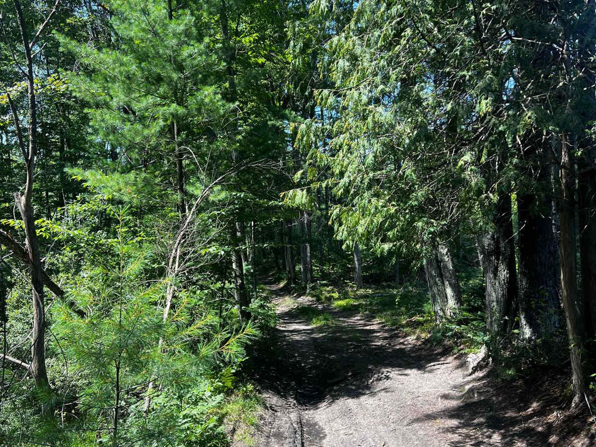 Swamp Tree Trail photo 4
