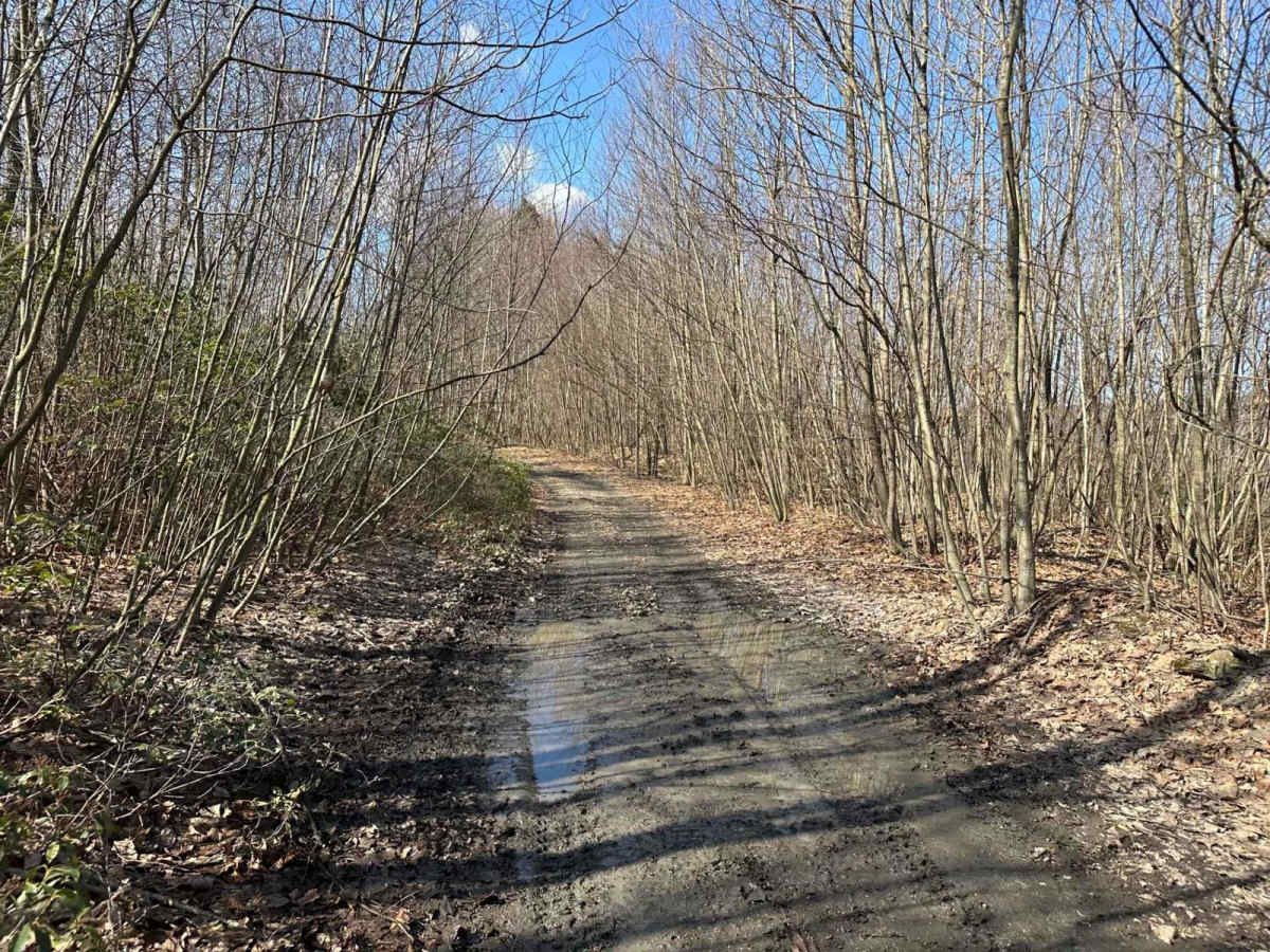 Locust Gap 43 photo 4