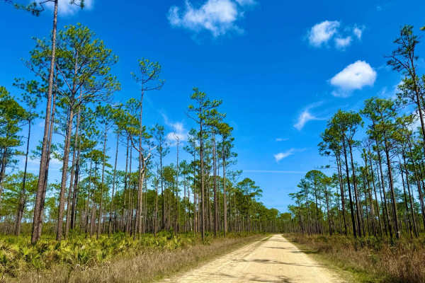 Forest Highway 13 East