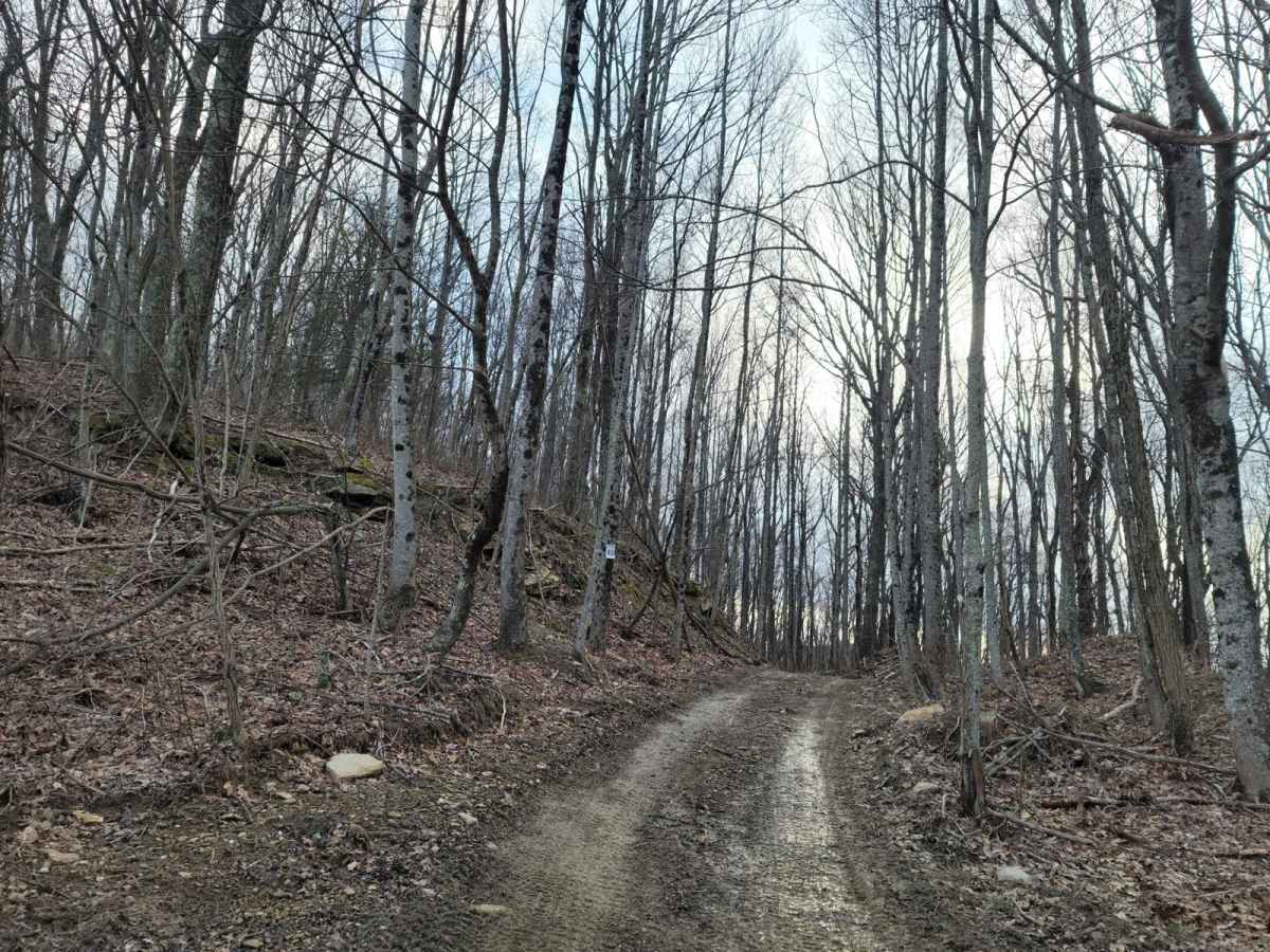 93 - Oak Elbow photo 2