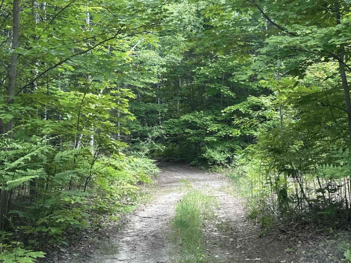 Trout lake 2-Track photo 2