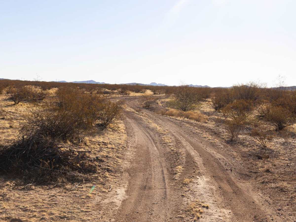 Winding Creosote photo 4