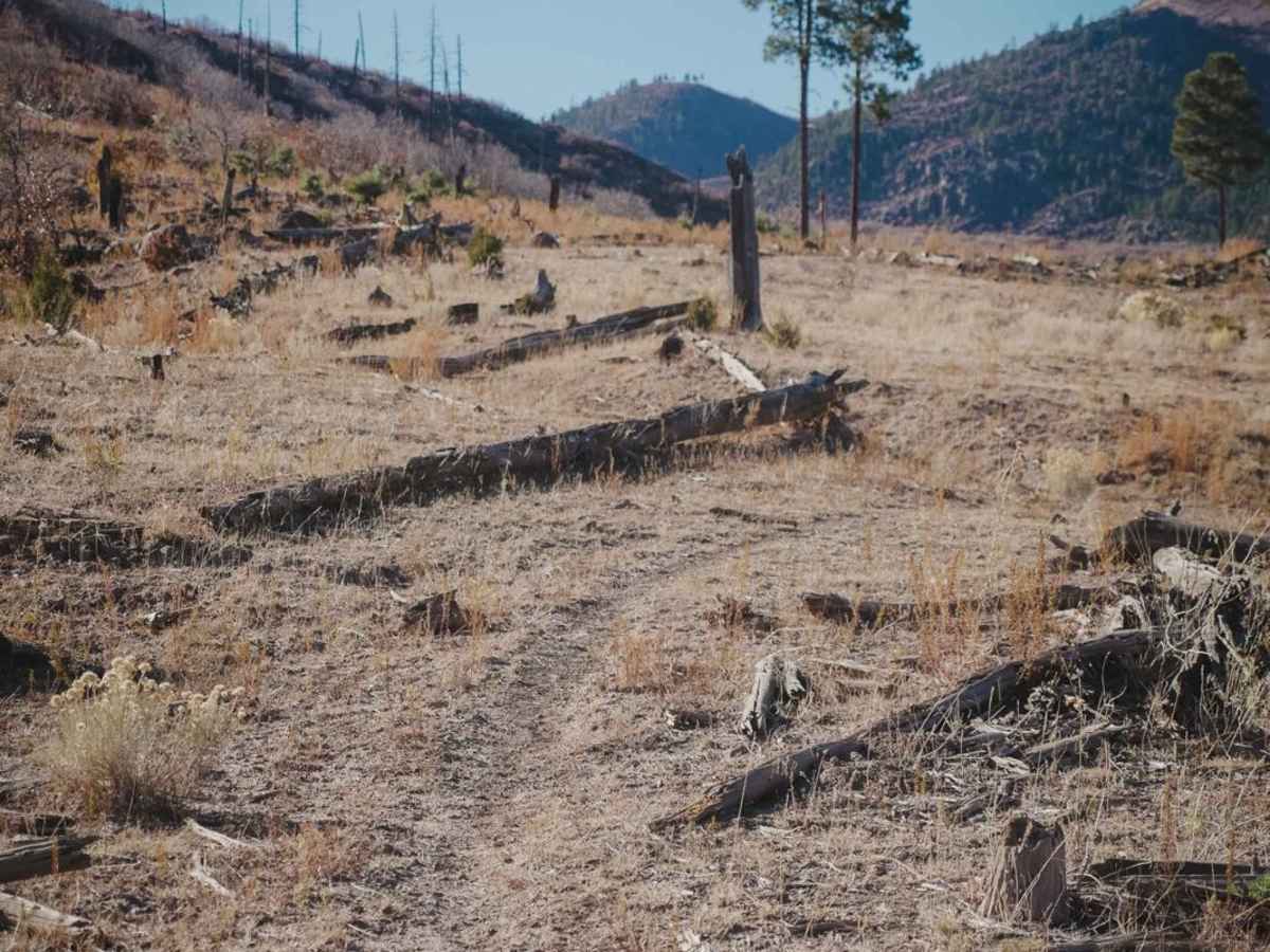 Pine Spring photo 6
