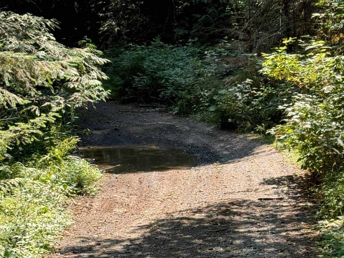Cougar Rock Connecting Trail photo 2