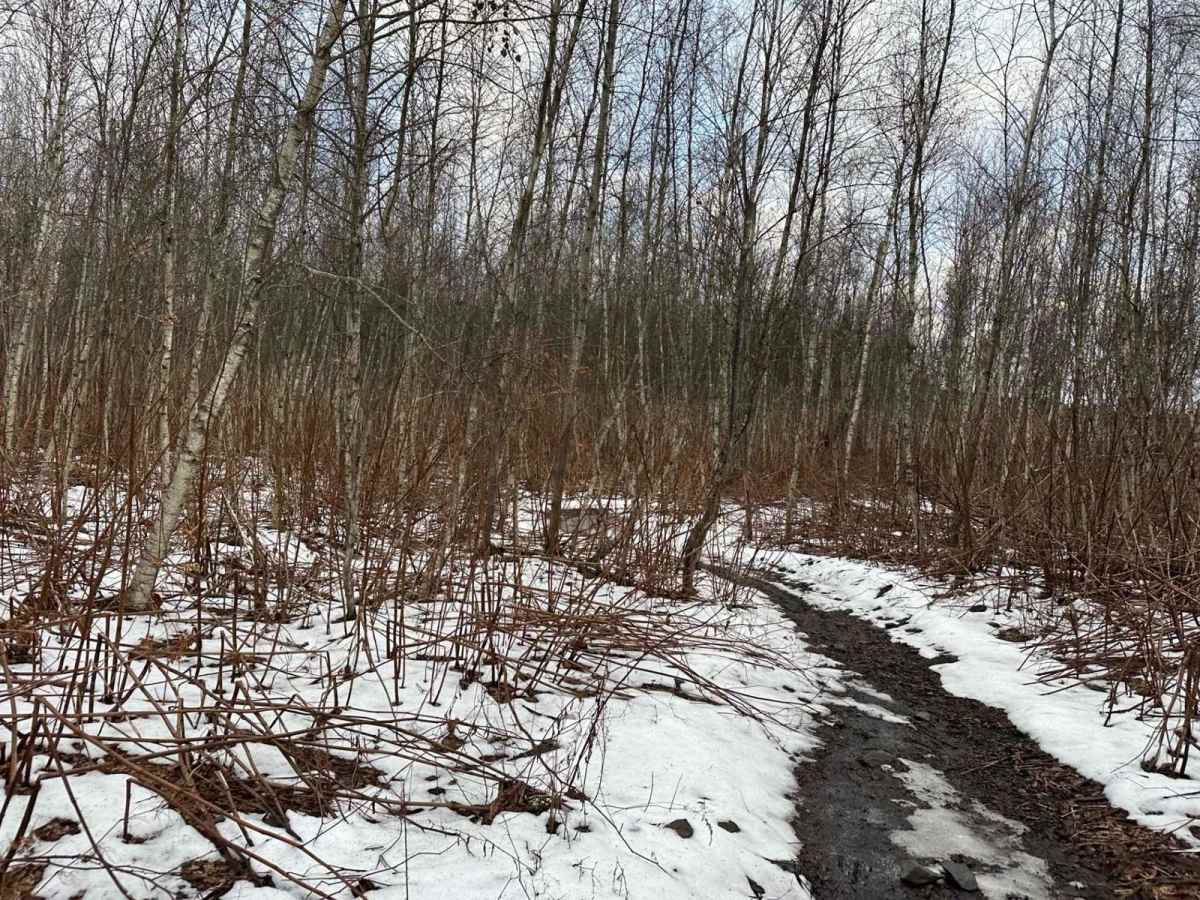 Locust Gap 13 photo 3