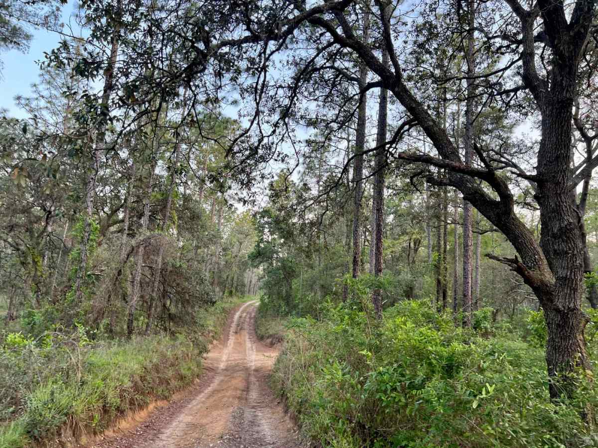 Citrus Wildlife Management | Trail 9 photo 5
