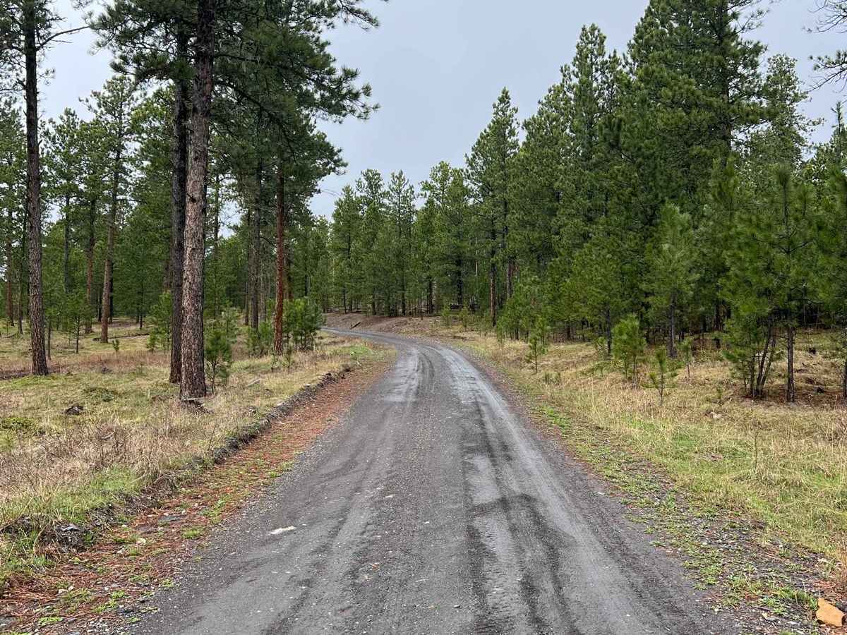 Experimental Forest Road photo 3