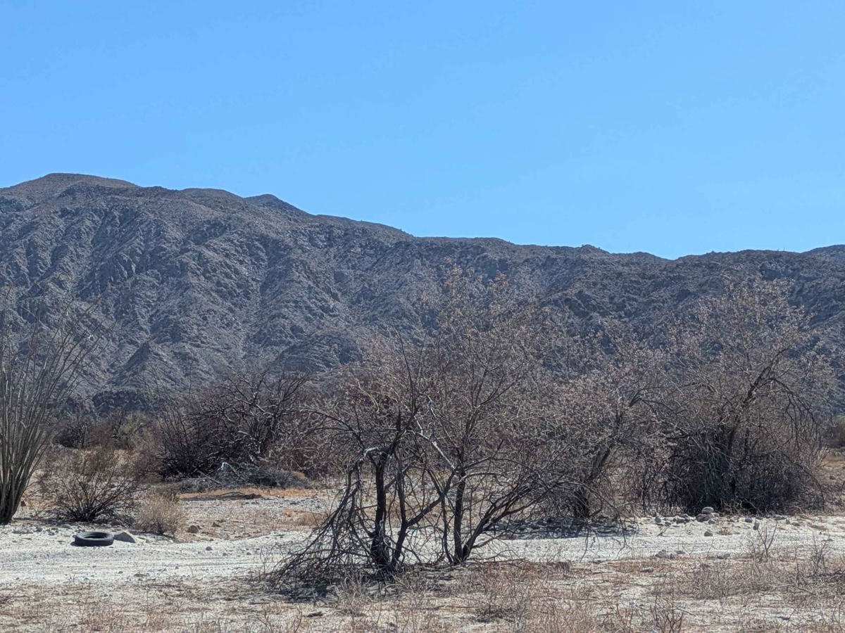 Sierra San Felipe Foothills photo 4
