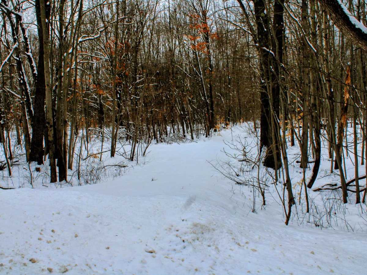 Dead Fall Alley photo 5