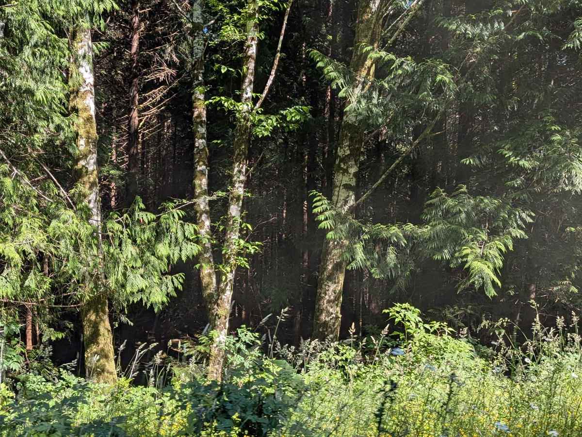 Gooding Cove trail photo