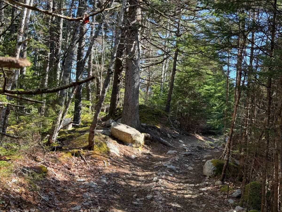 Tote Road trail photo