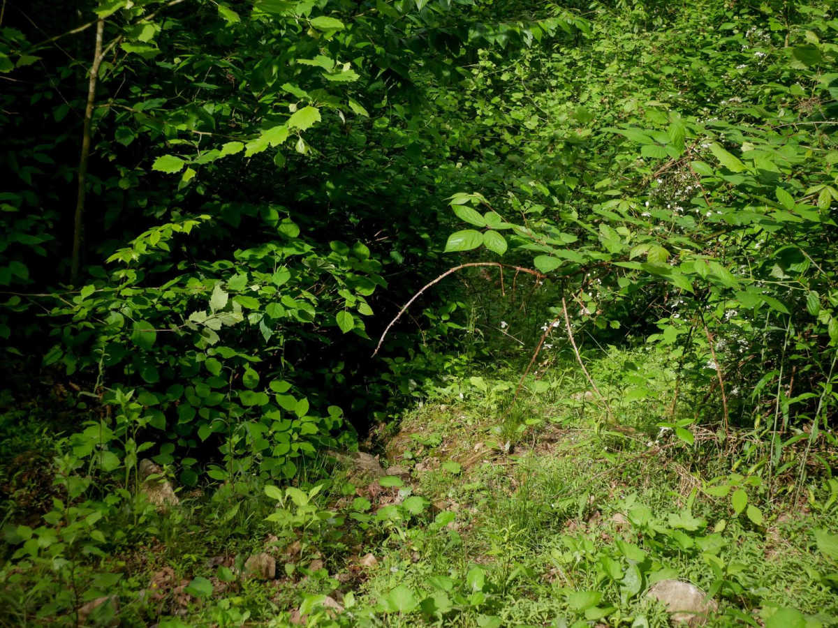 B195 trail photo