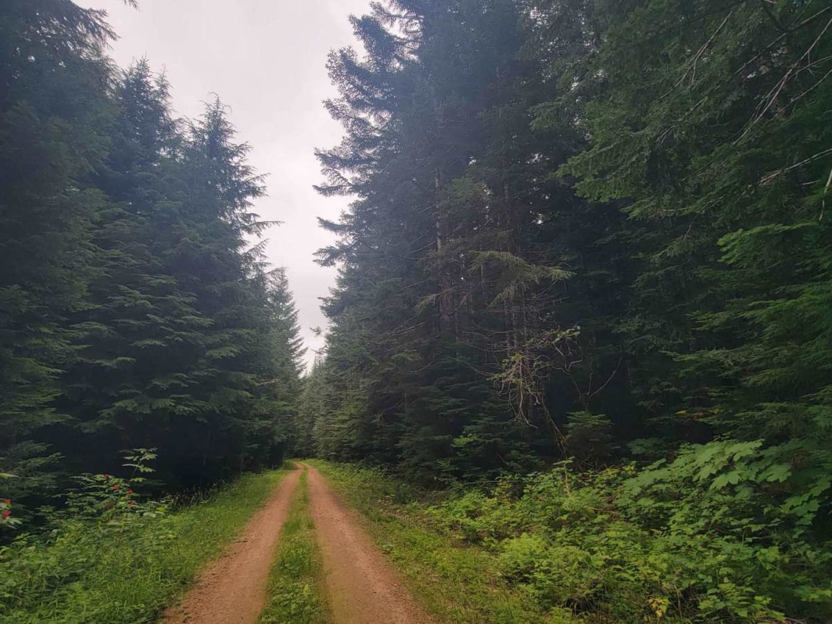 Mesatchee Creek Offroad Trail trail photo