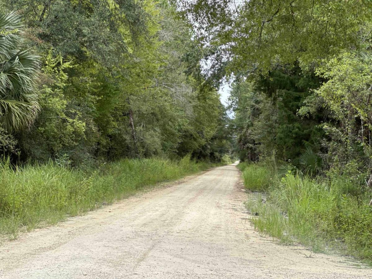 Ocklawaha Trail - ONF SE24ST photo 3