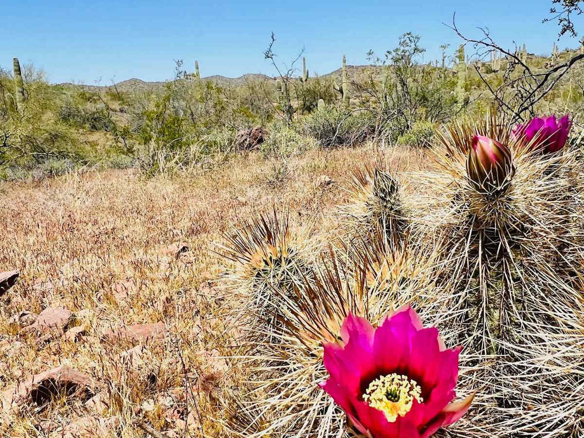 BLM 9065 photo 2
