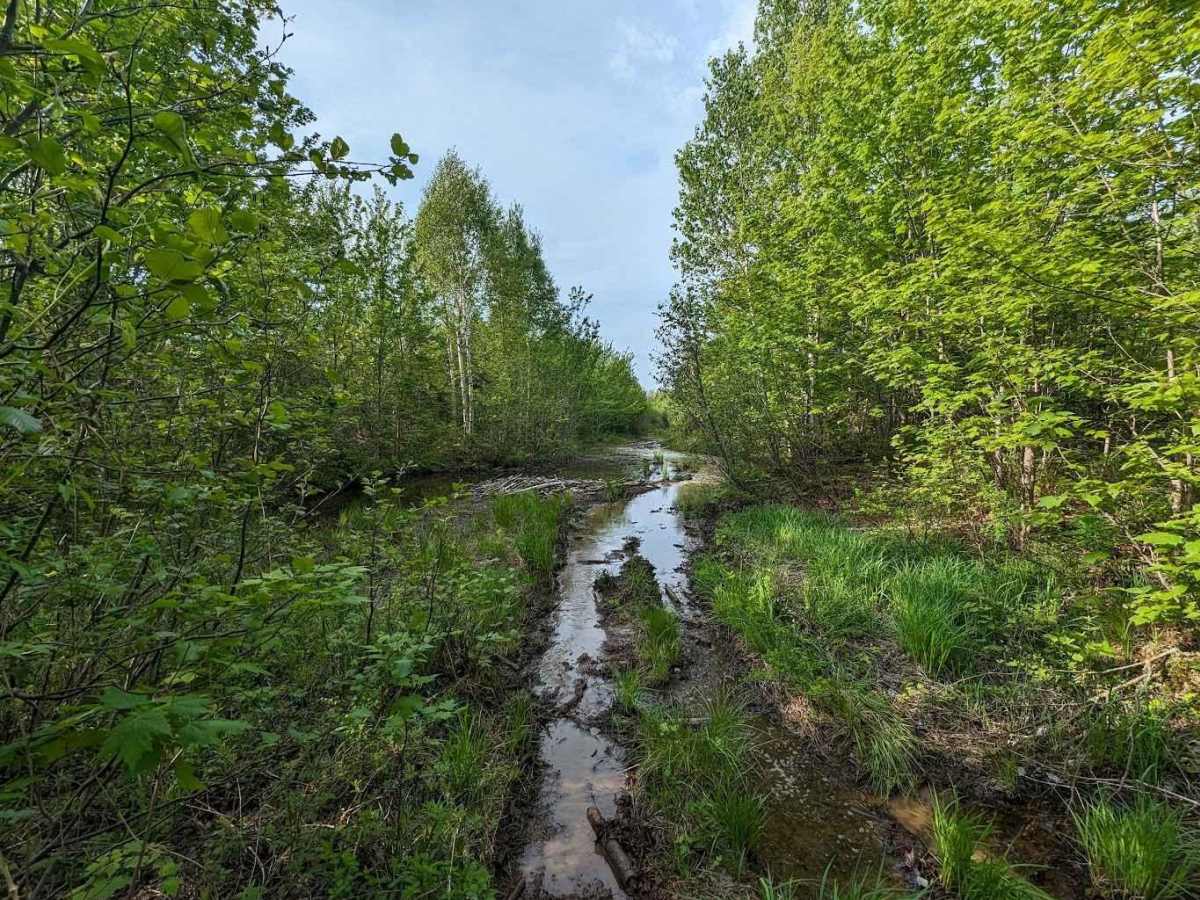 Wet and Wiry Cut trail photo