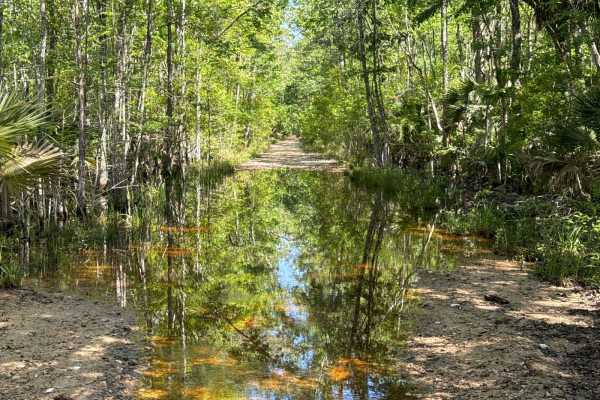 Firebreak 14 - Aucilla WMA