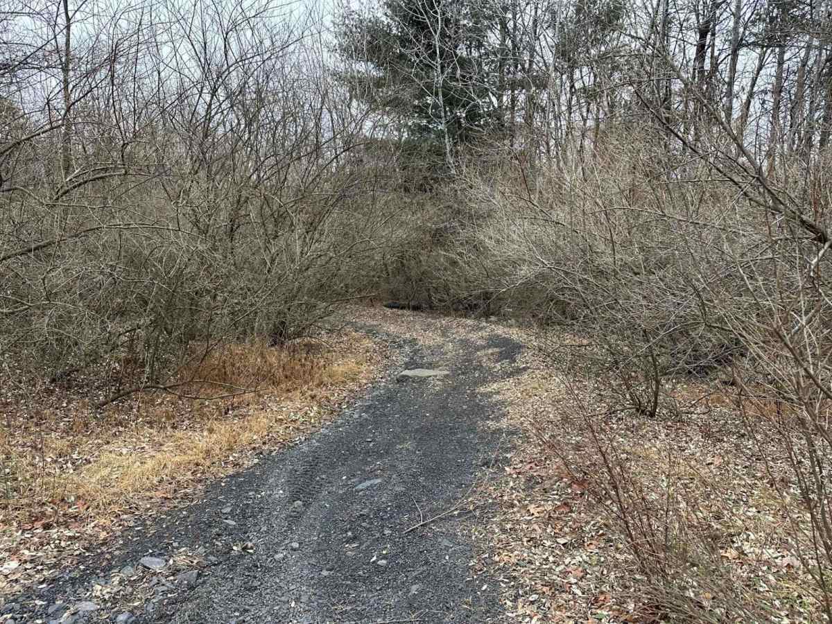 Locust Gap 25 photo 2