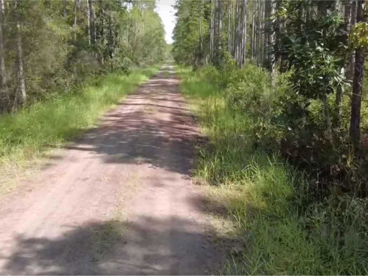 Cary State Forest - Thomas Creek Tract photo 4