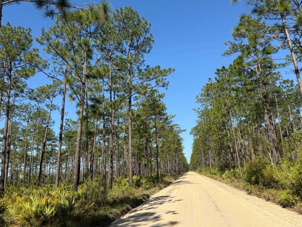 Briar Patch Road - FS 123 South photo 3
