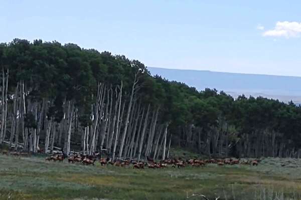 Wapiti Trail