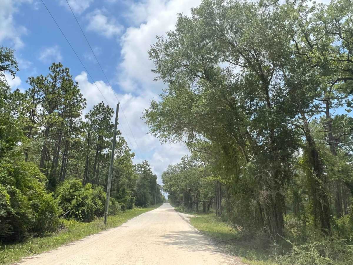 Citrus Wildlife Management | Trail 13 photo 3