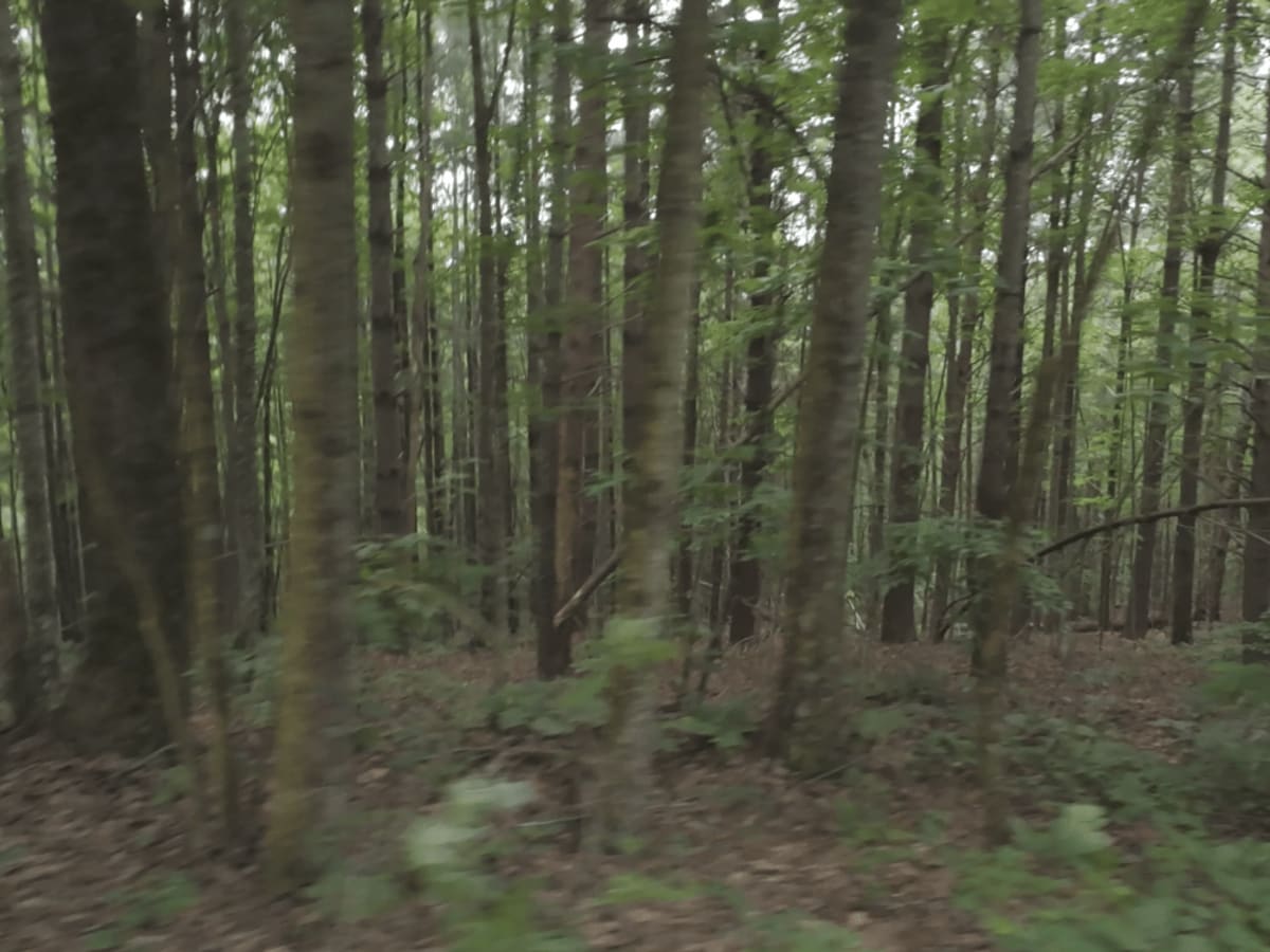 Hale Ridge trail photo