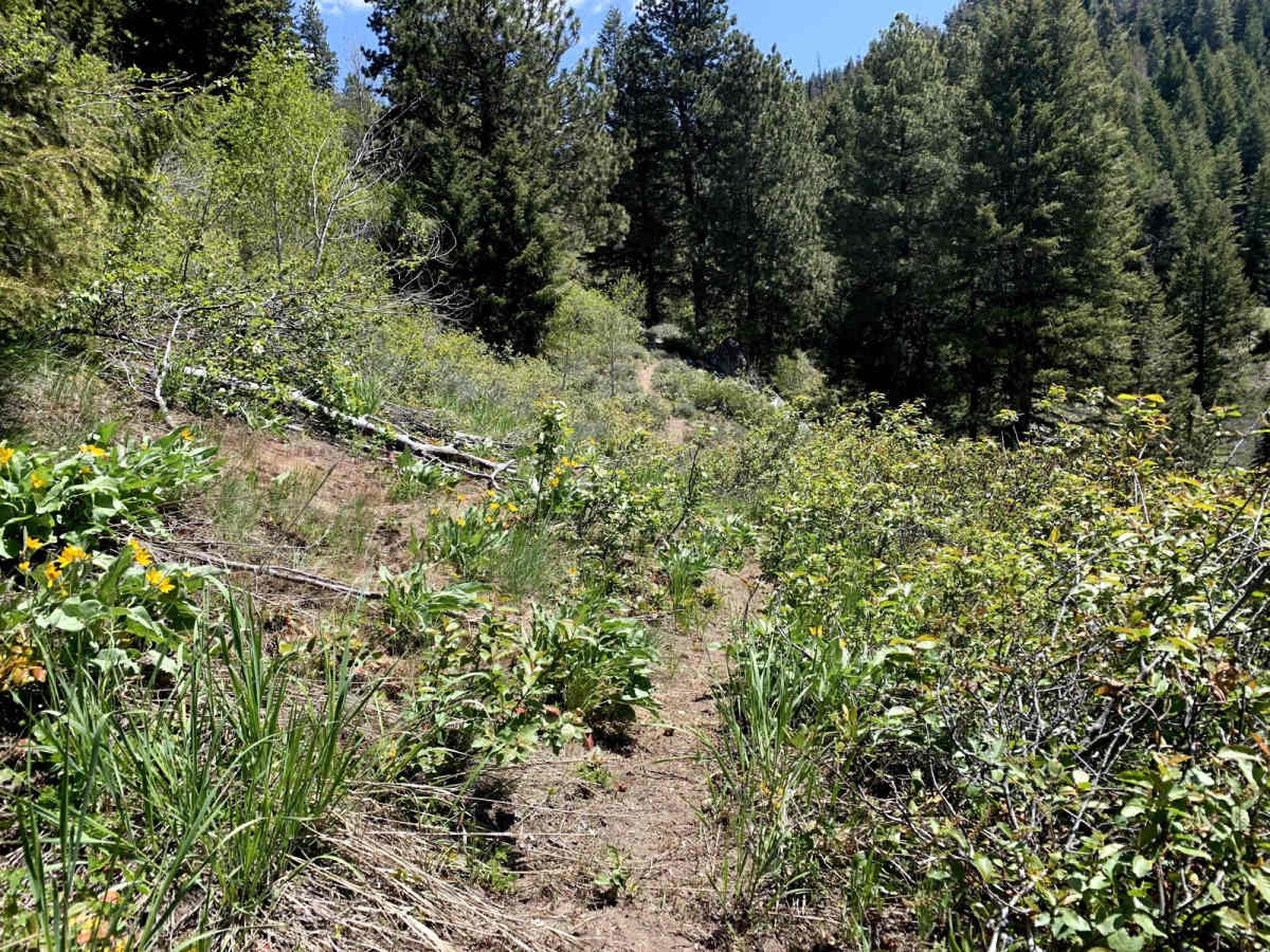 Lupine Gulch photo 4