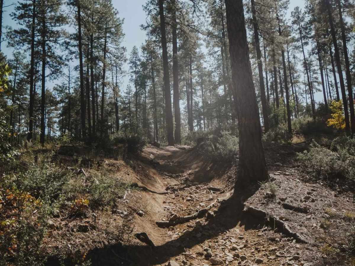 Ponderosa photo 6