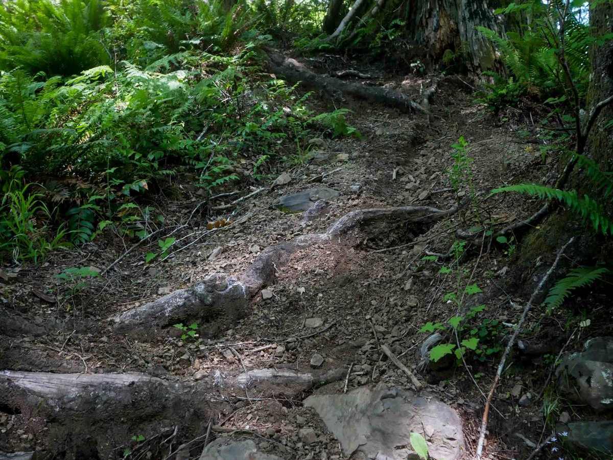 Tommy trail photo