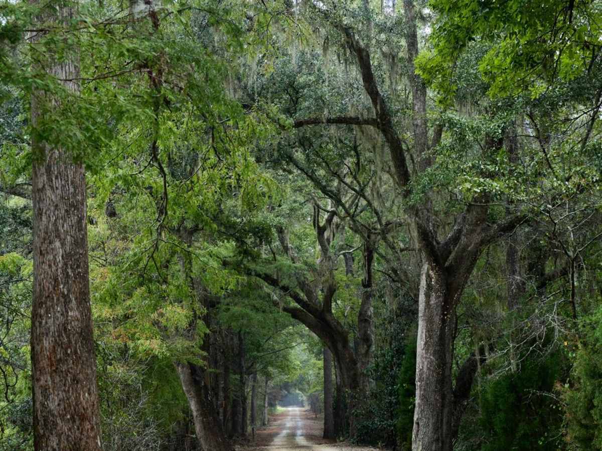 Bonneau Ferry WMA - Waterfowl Loop photo 6