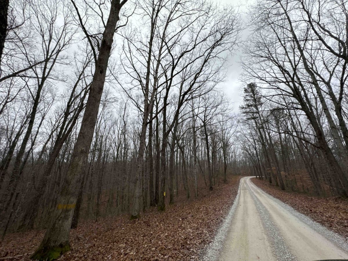 Lawrence Phillips Road to Carpenter Ridge (FSR 453) photo 3