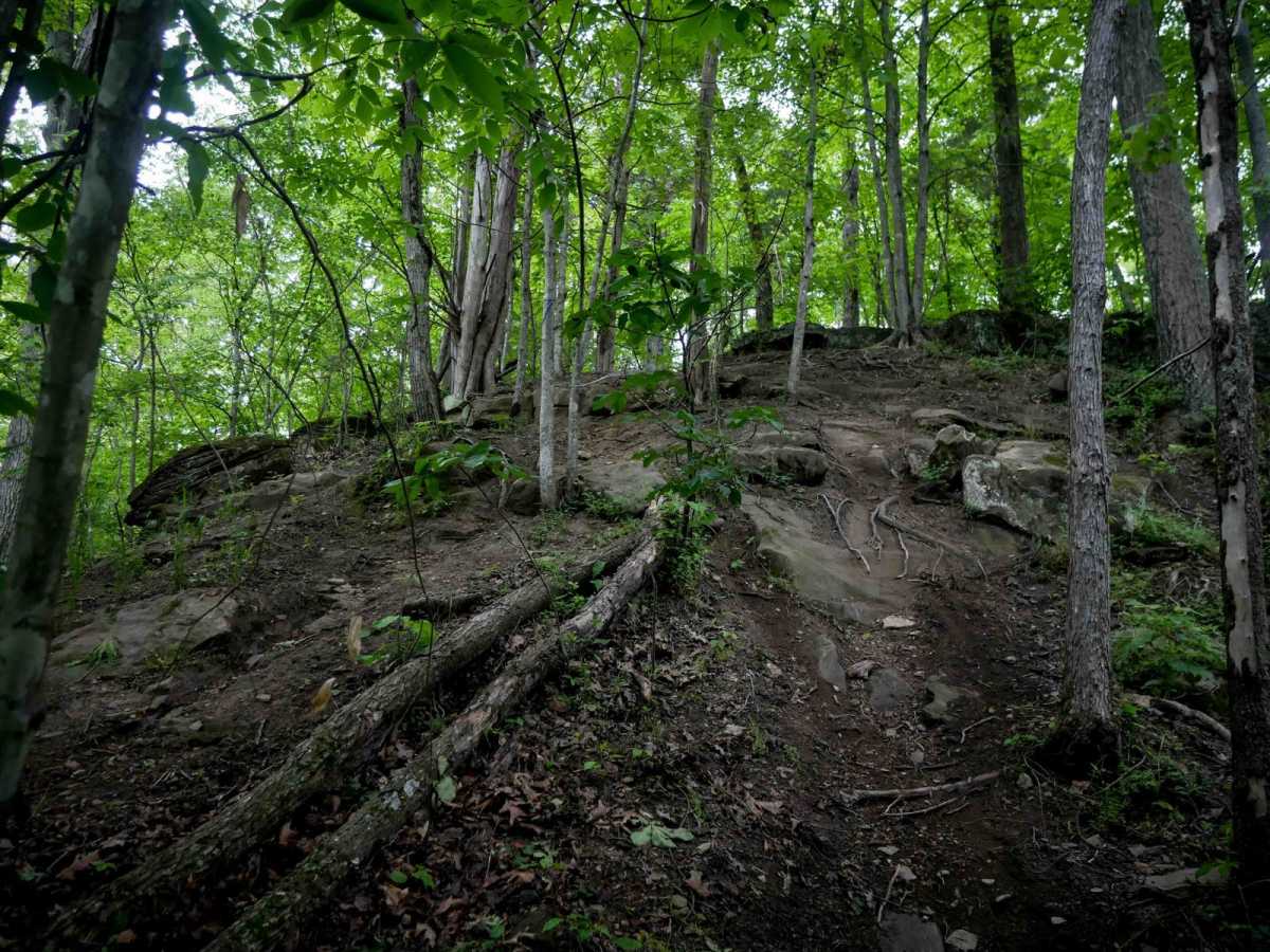 T63 trail photo