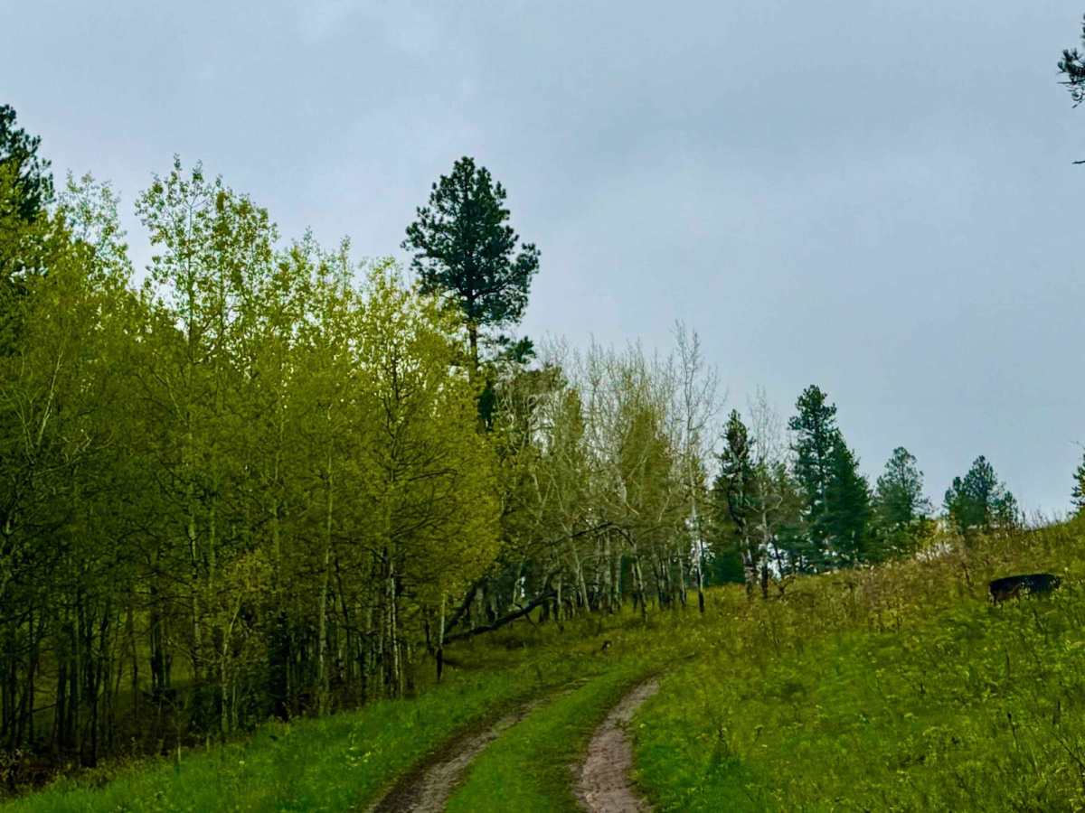 Battle Axe Branch - FS 386.1B trail photo