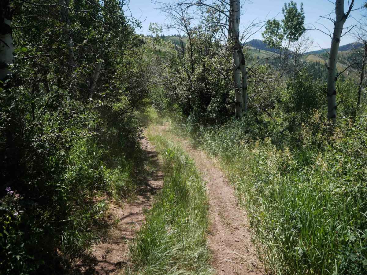 North Sulphur Canyon #5245  photo 2