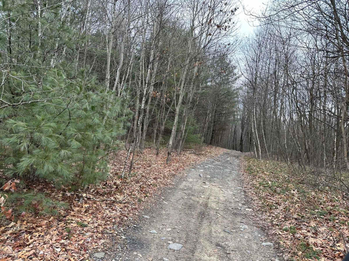 Locust Gap 78 photo 6