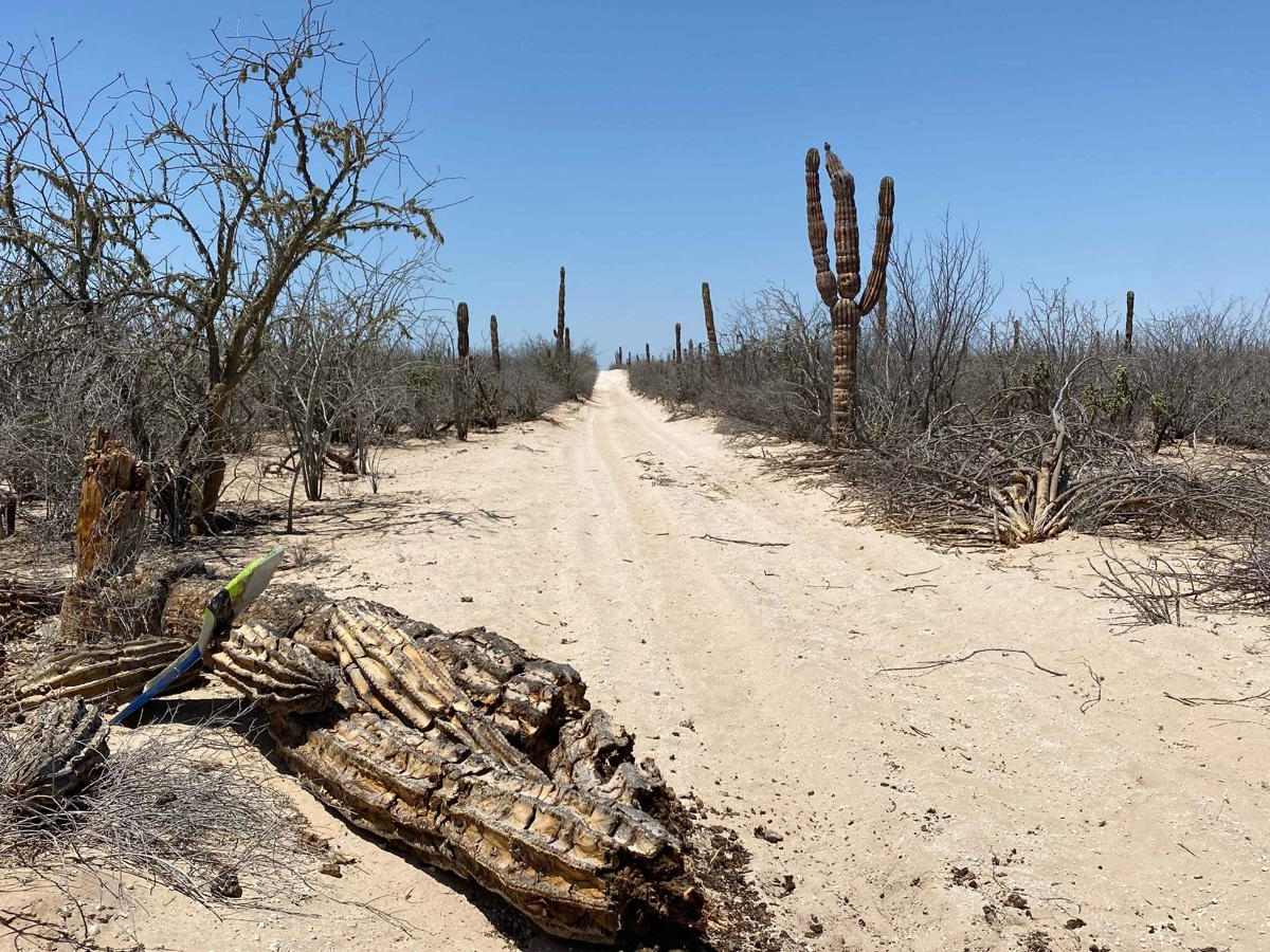 Middle Road trail photo