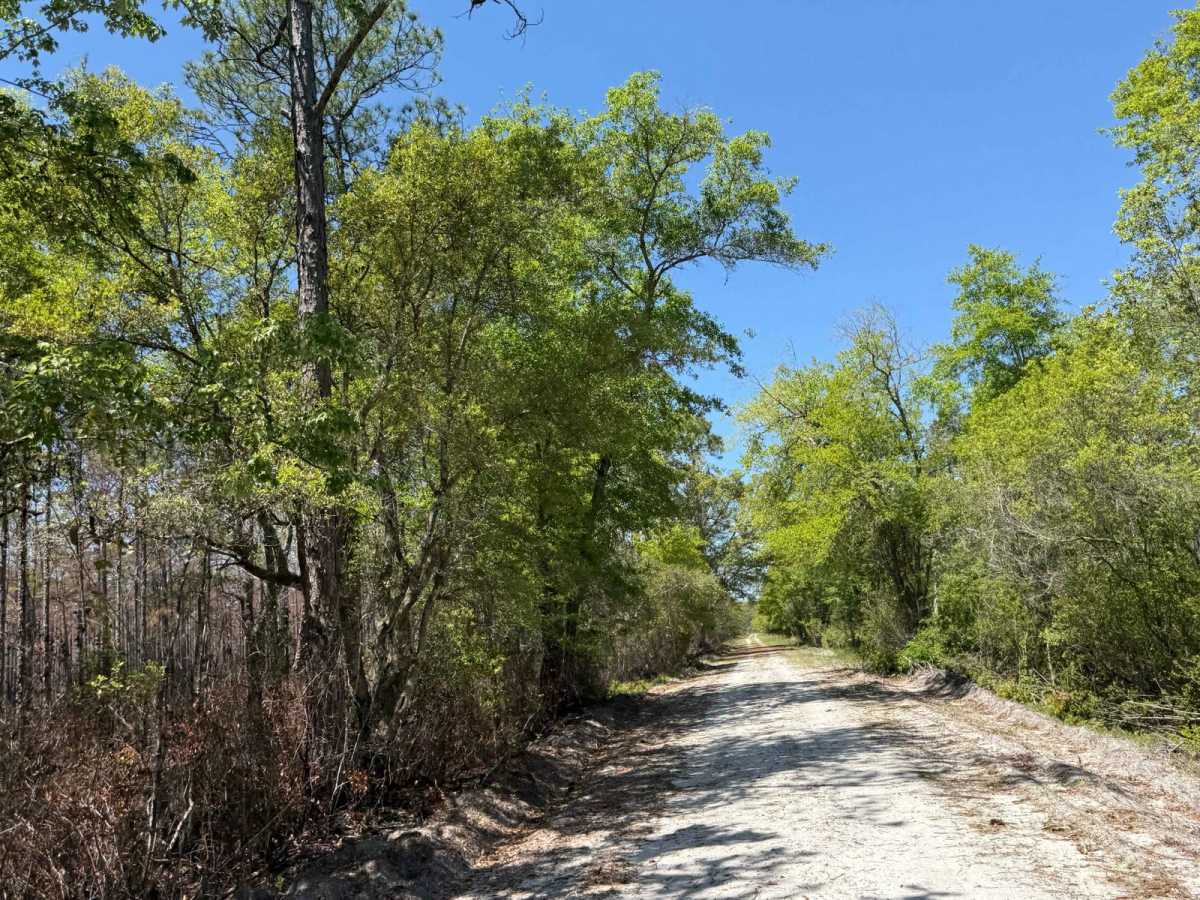 Tate Drive trail photo