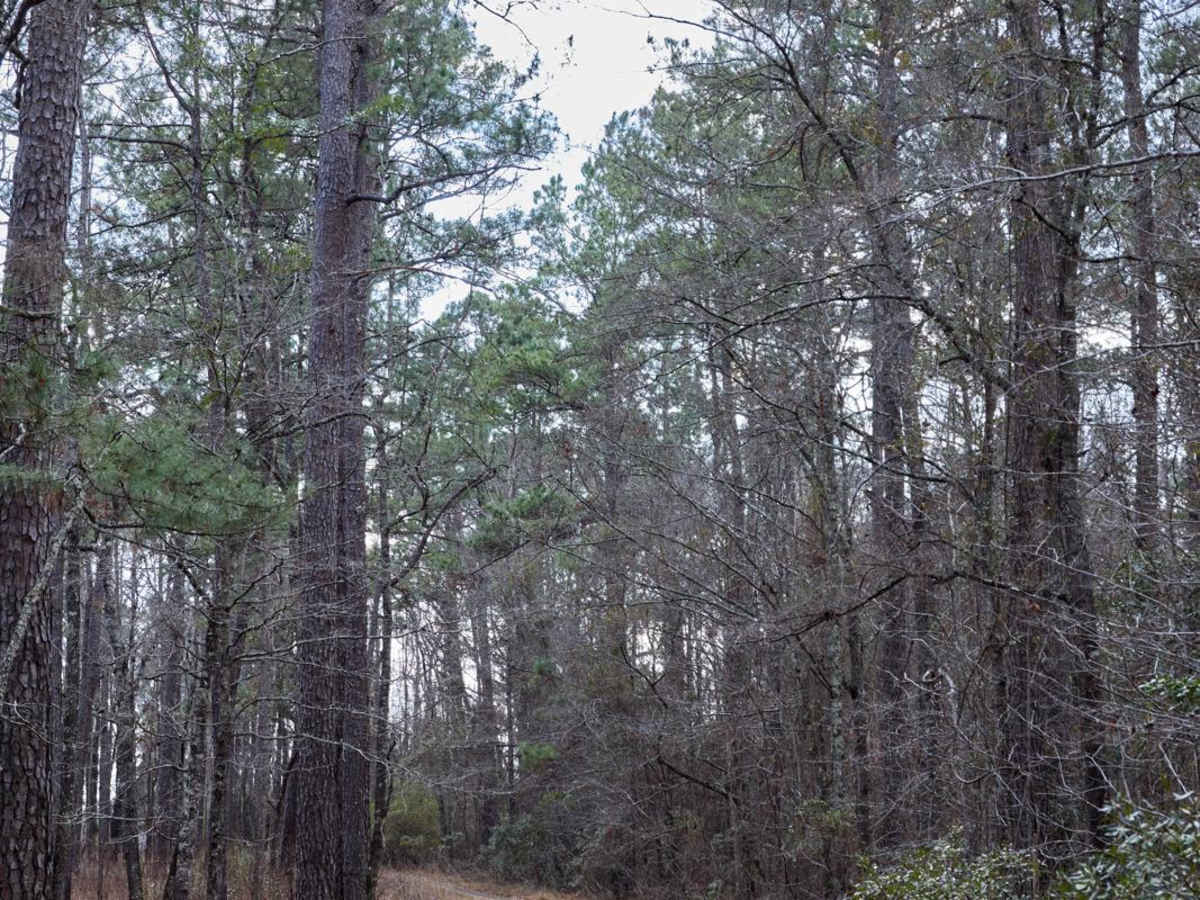 FSR134 - Wright Road trail photo