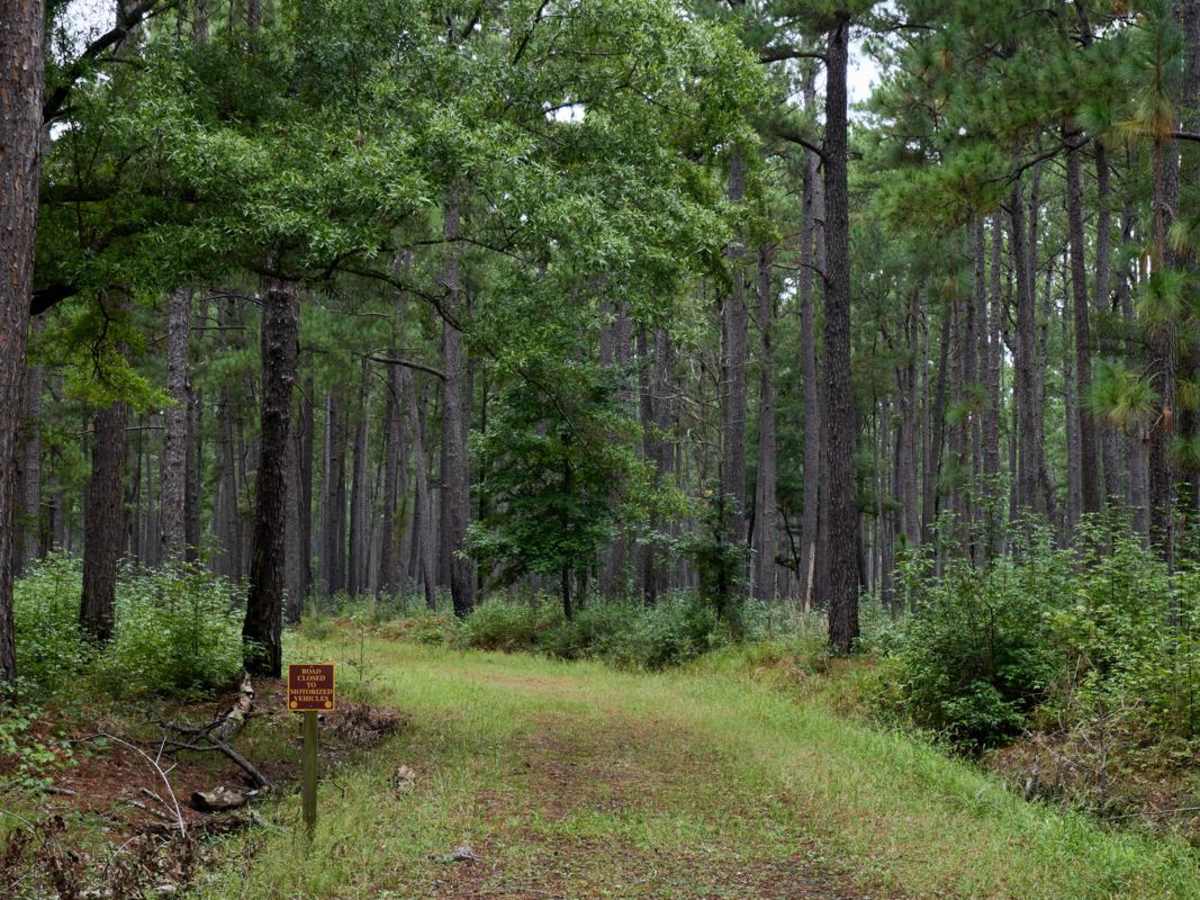 Bonneau Ferry WMA - Bottomland Hardwood Spur photo 5