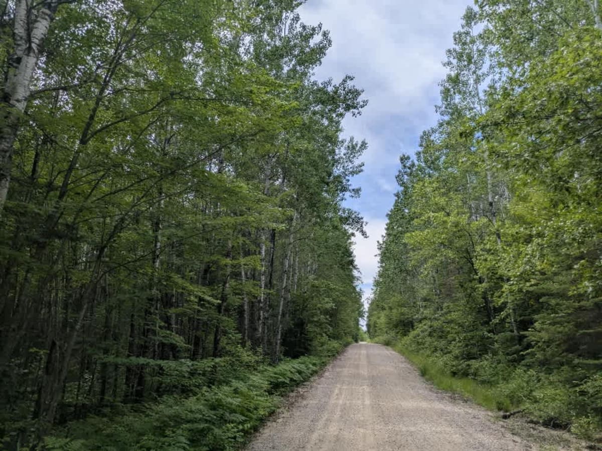 Shannon Lake Road photo 6