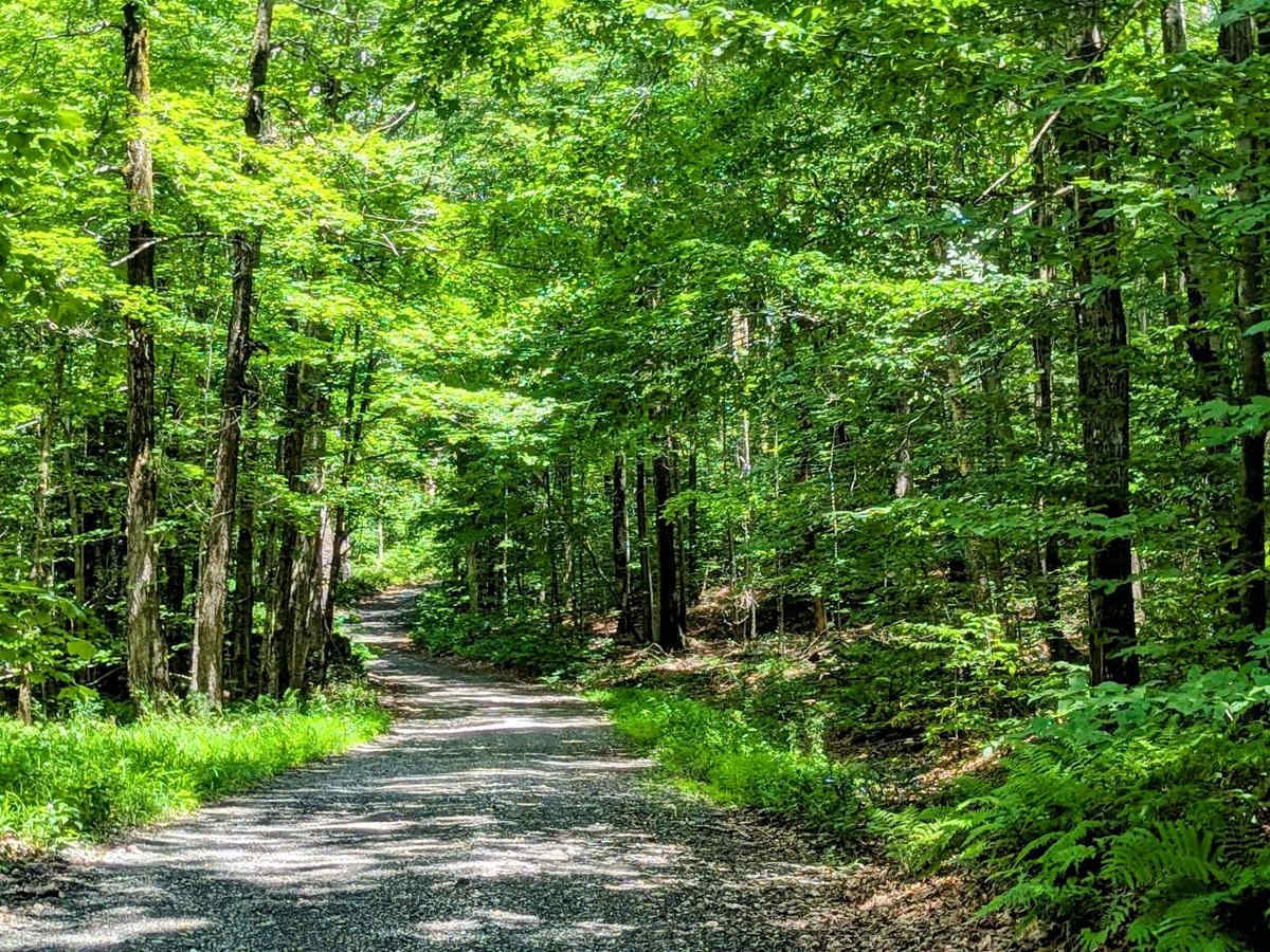 Greylock Road trail photo